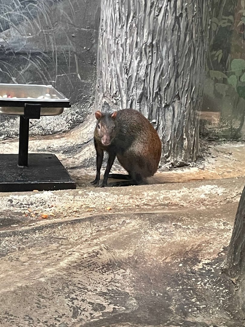 09/14/23 - Brazilian Agouti (Dasyprocta leporina)