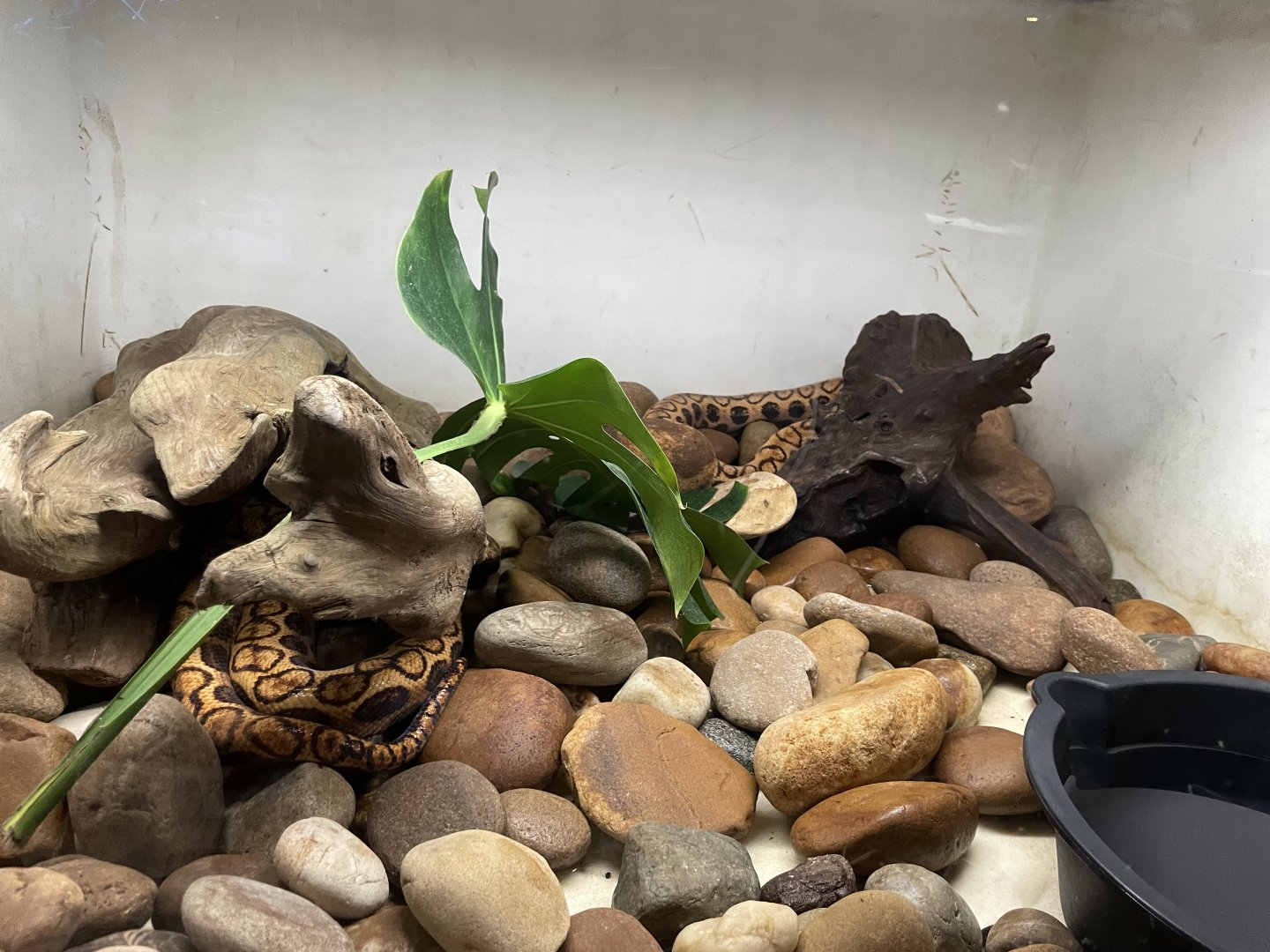 09/14/23 - Brazilian Rainbow Boa (Epicrates cenchria cenchria)