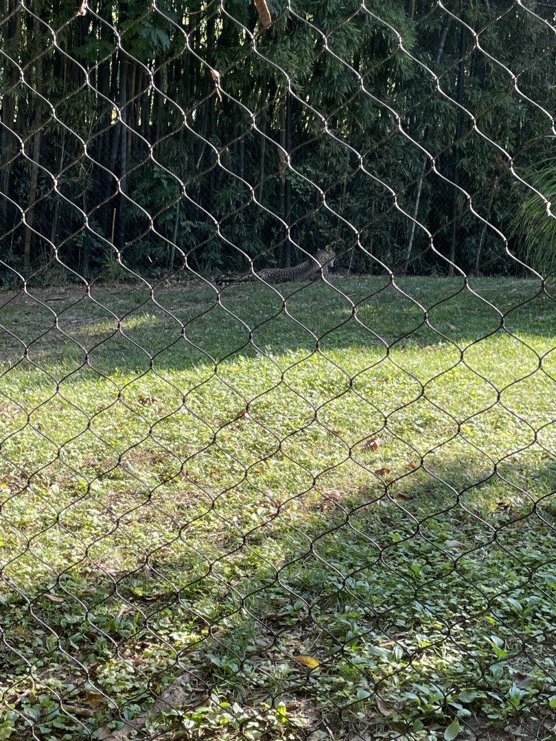 09/14/23 - Cheetah (Acinonyx jubatus)