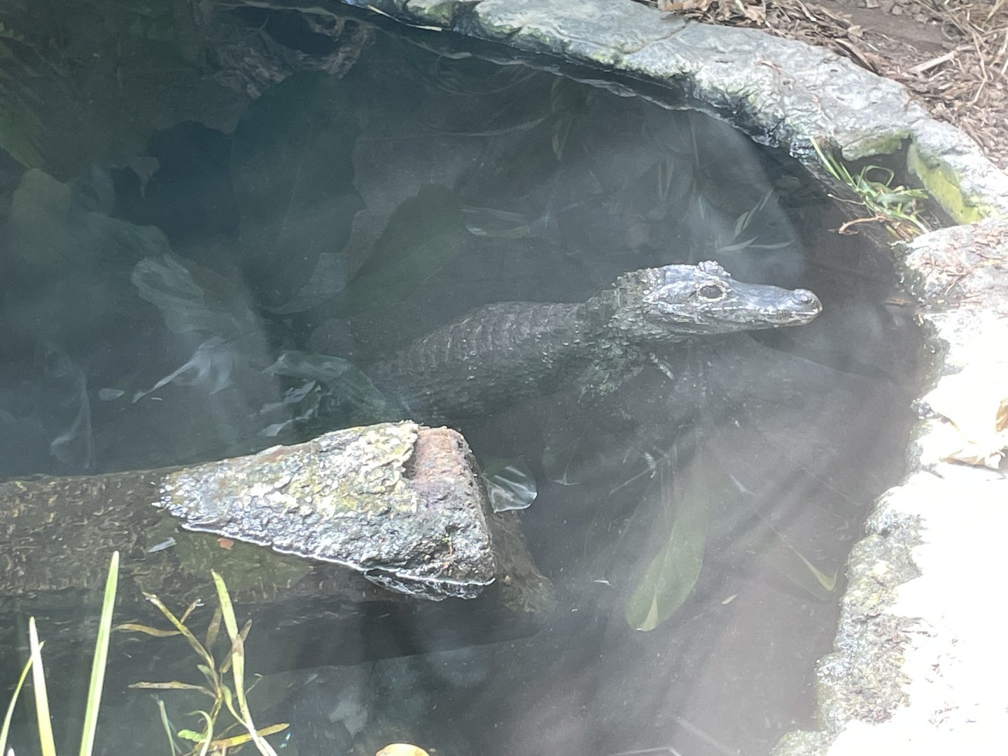 09/14/23 - Chinese Alligator (Alligator sinensis)