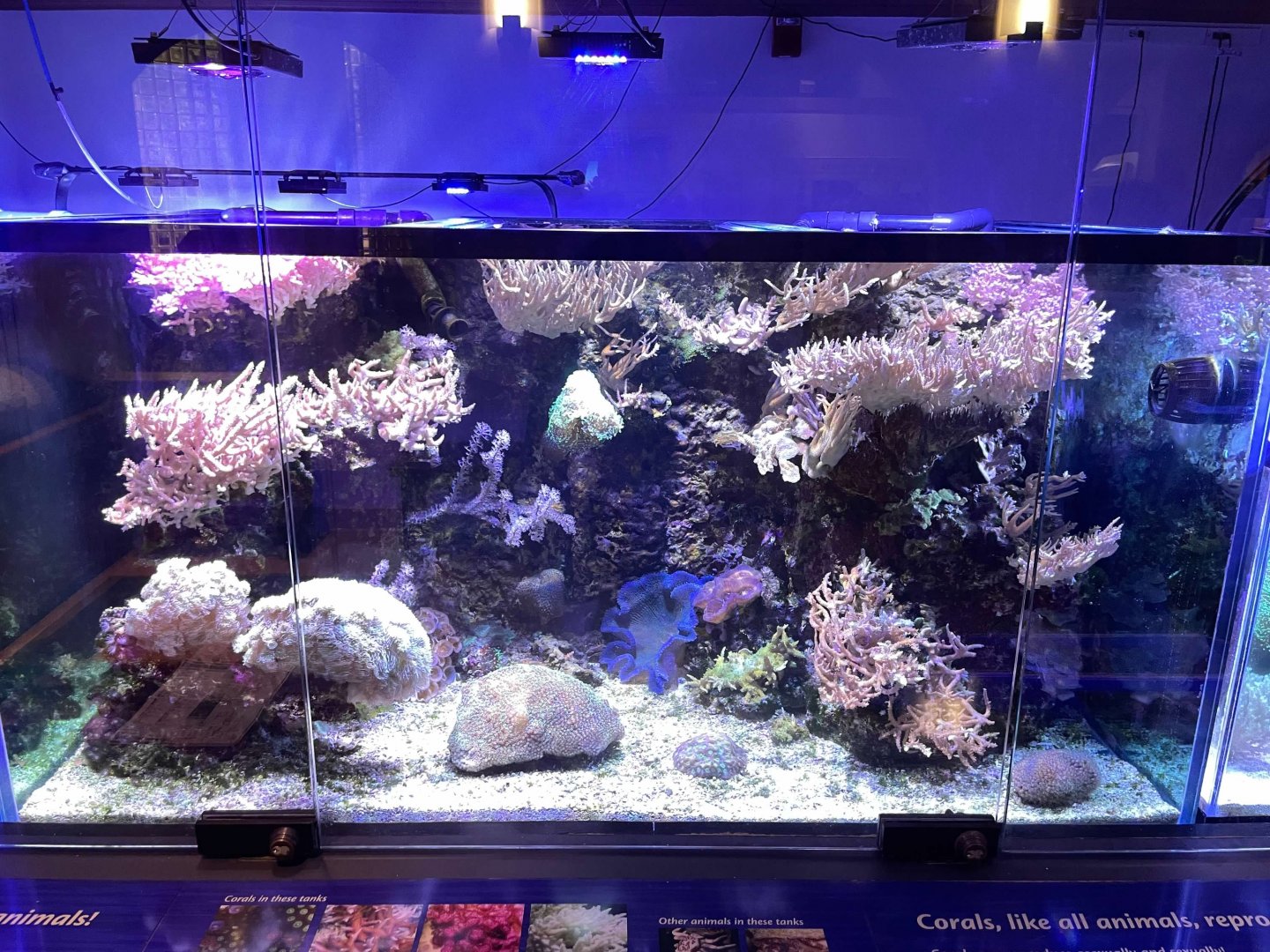 09/14/23 - Coral Tank
