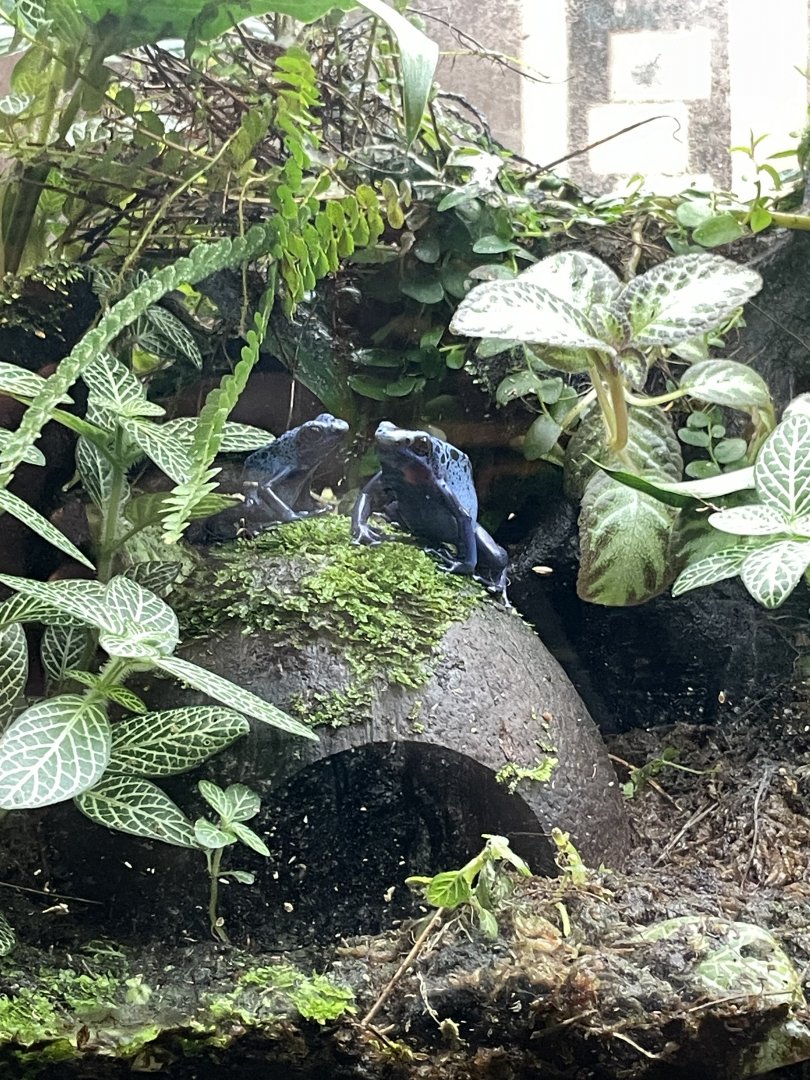 09/14/23 - Dyeing Poison Dart Frog (Dendrobates tinctorius)