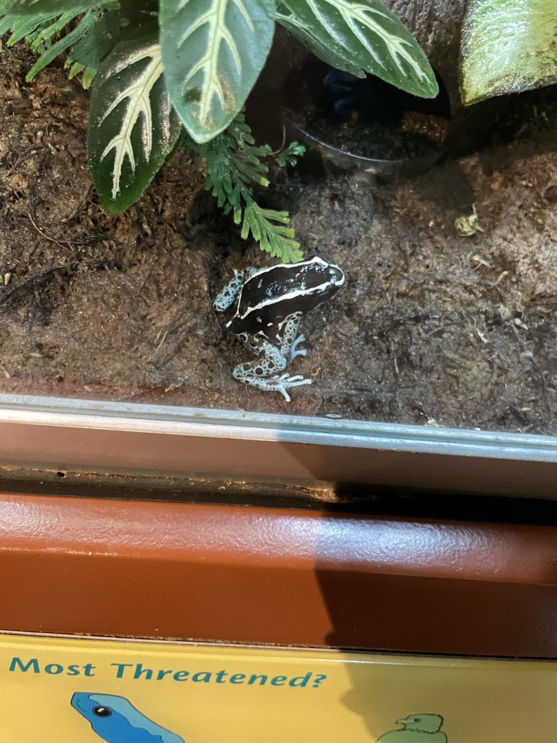 09/14/23 - Dyeing Poison Dart Frog (Dendrobates tinctorius)