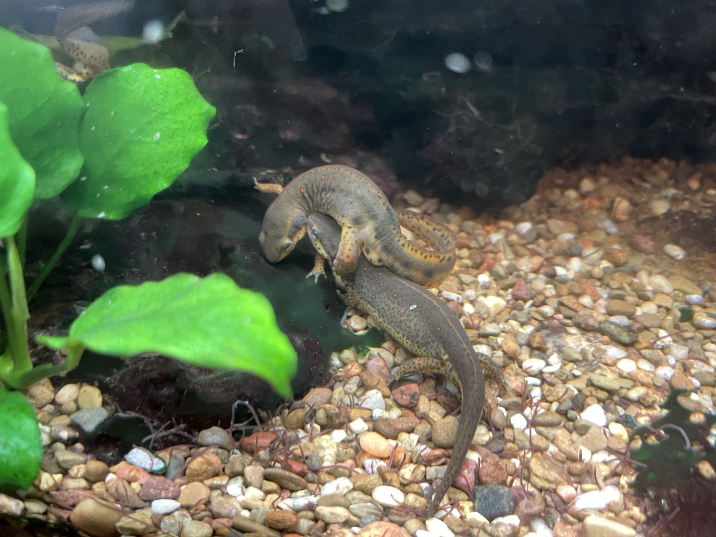 09/14/23 - Eastern Red Spotted Newt (Notophthalmus viridescens)