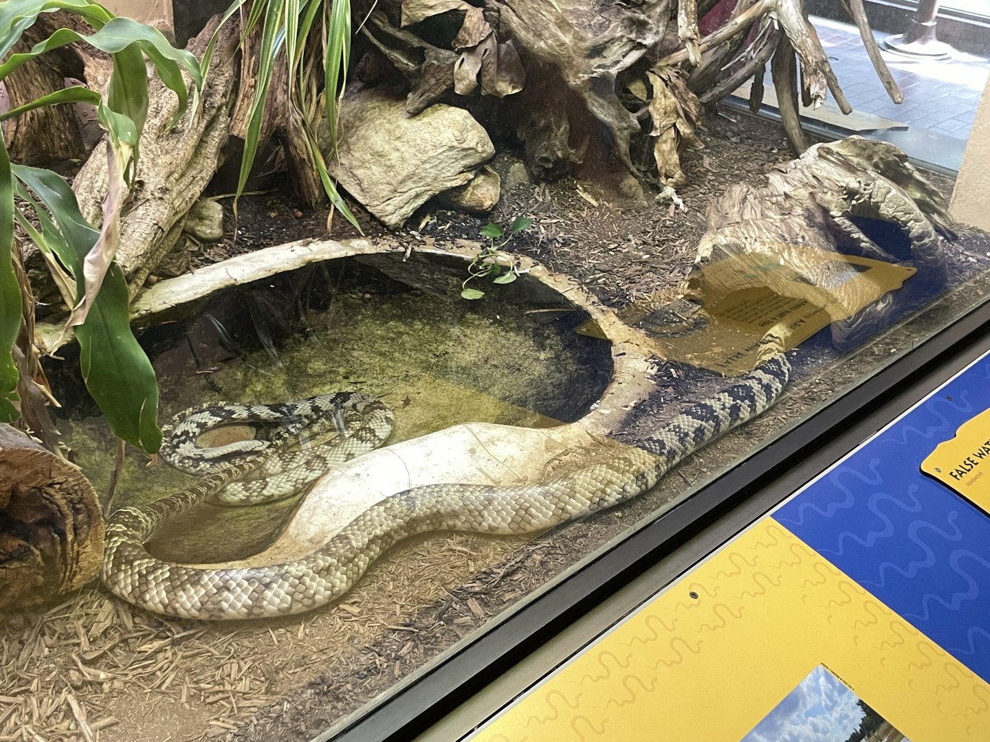 09/14/23 - False Water Cobra (Hydrodynastes gigas)