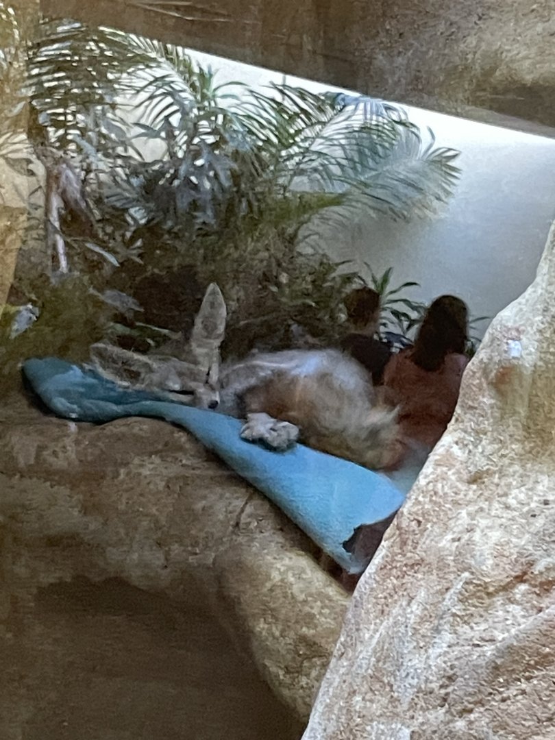 09/14/23 - Fennec Fox (Vulpes zerda)