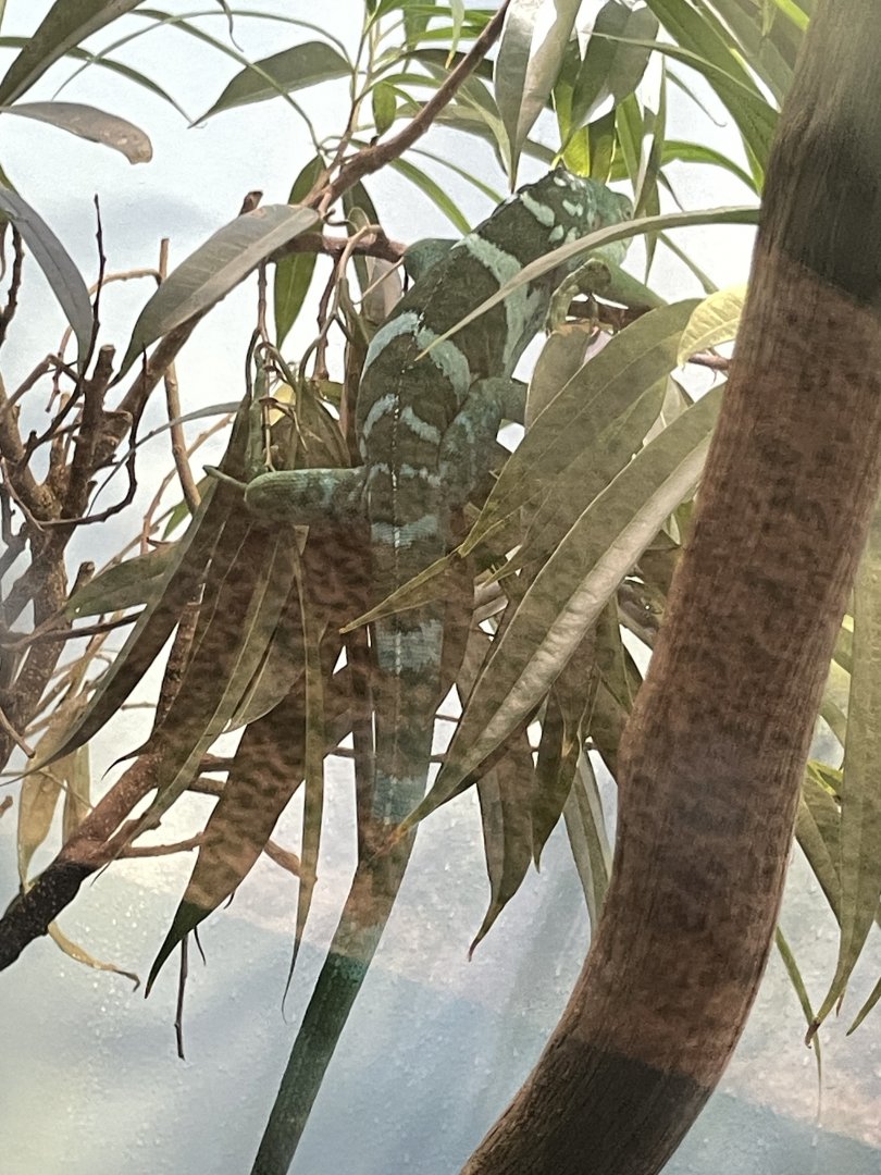 09/14/23 - Fiji Banded Iguana? (Brachylophus bulabula)