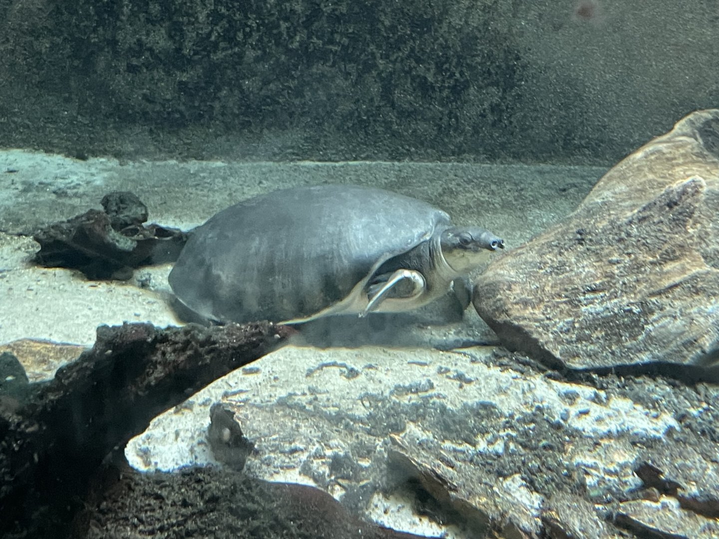 09/14/23 - Fly River Turtle (Carettochelys insculpta)