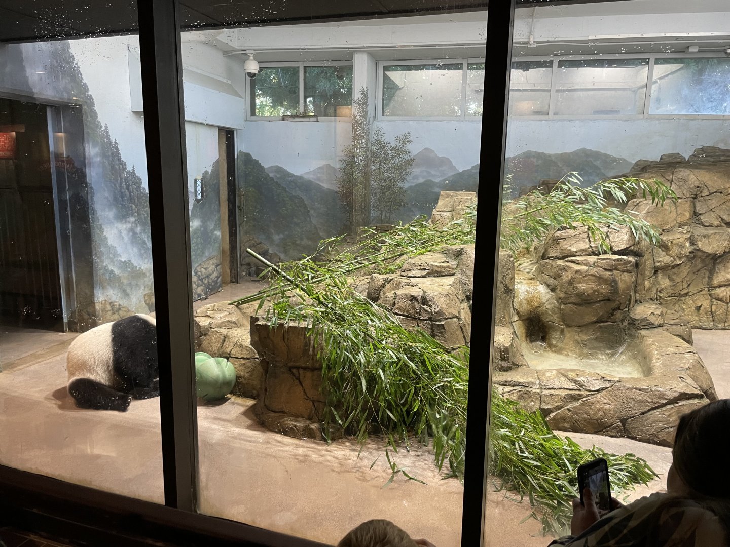 09/14/23 - Giant Panda (Ailuropoda melanoleuca) in indoor enclosure