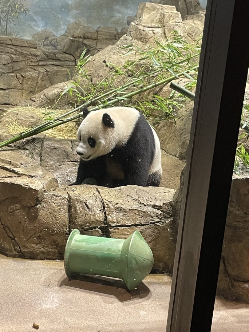 09/14/23 - Giant Panda (Ailuropoda melanoleuca) in indoor enclosure