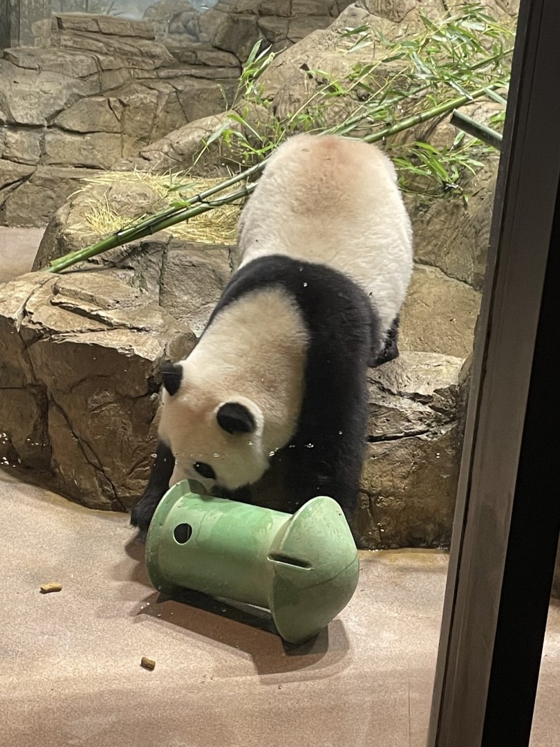09/14/23 - Giant Panda (Ailuropoda melanoleuca) in indoor enclosure