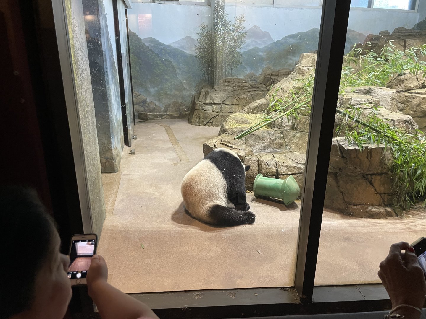 09/14/23 - Giant Panda (Ailuropoda melanoleuca) in indoor enclosure