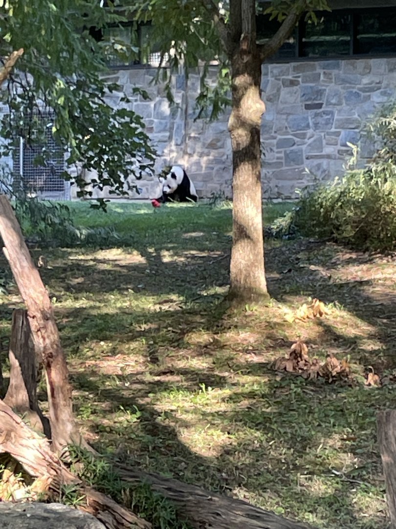 09/14/23 - Giant Panda (Ailuropoda melanoleuca)