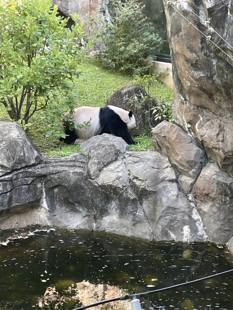 09/14/23 - Giant Panda (Ailuropoda melanoleuca)