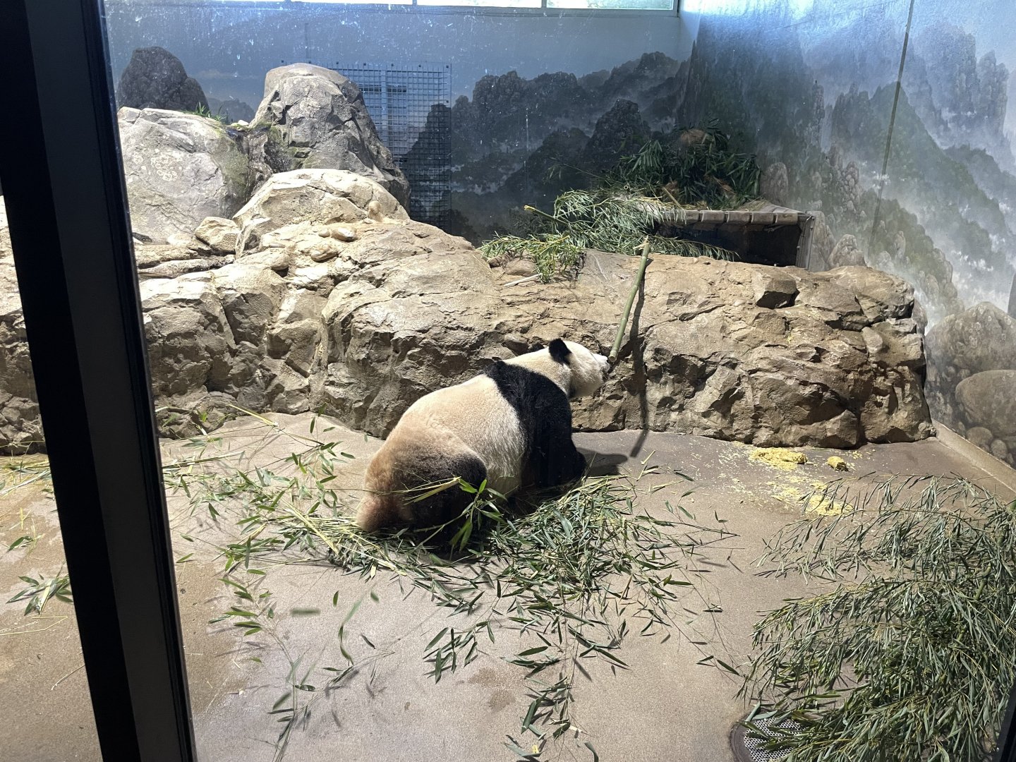 09/14/23 - Giant Panda (Ailuropoda melanoleuca)