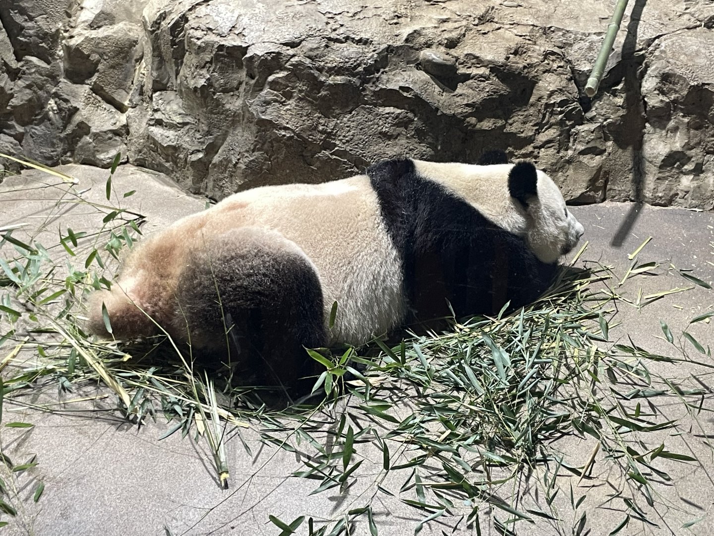 09/14/23 - Giant Panda (Ailuropoda melanoleuca)