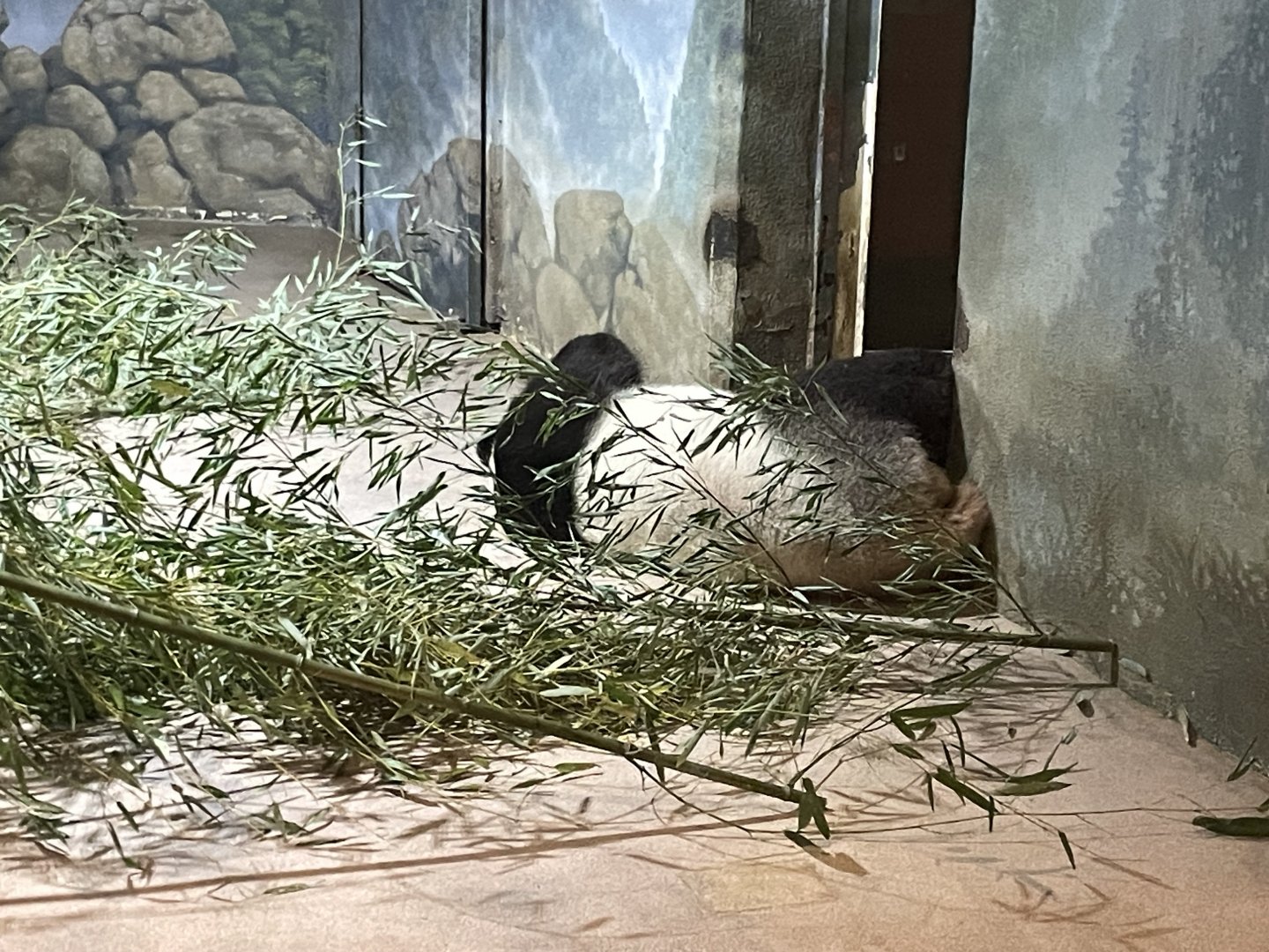 09/14/23 - Giant Panda (Ailuropoda melanoleuca)