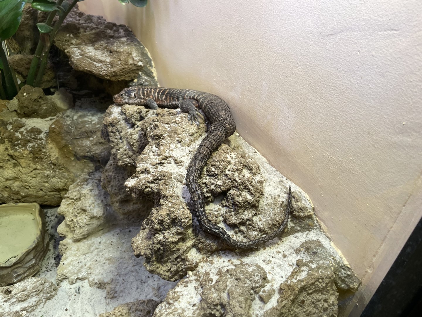 09/14/23 - Giant Plated Lizard (Matobosaurus validus)