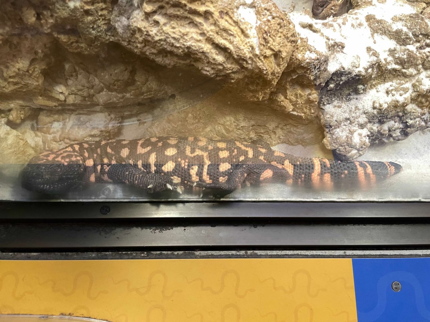 09/14/23 - Gila Monster (Heloderma suspectum)