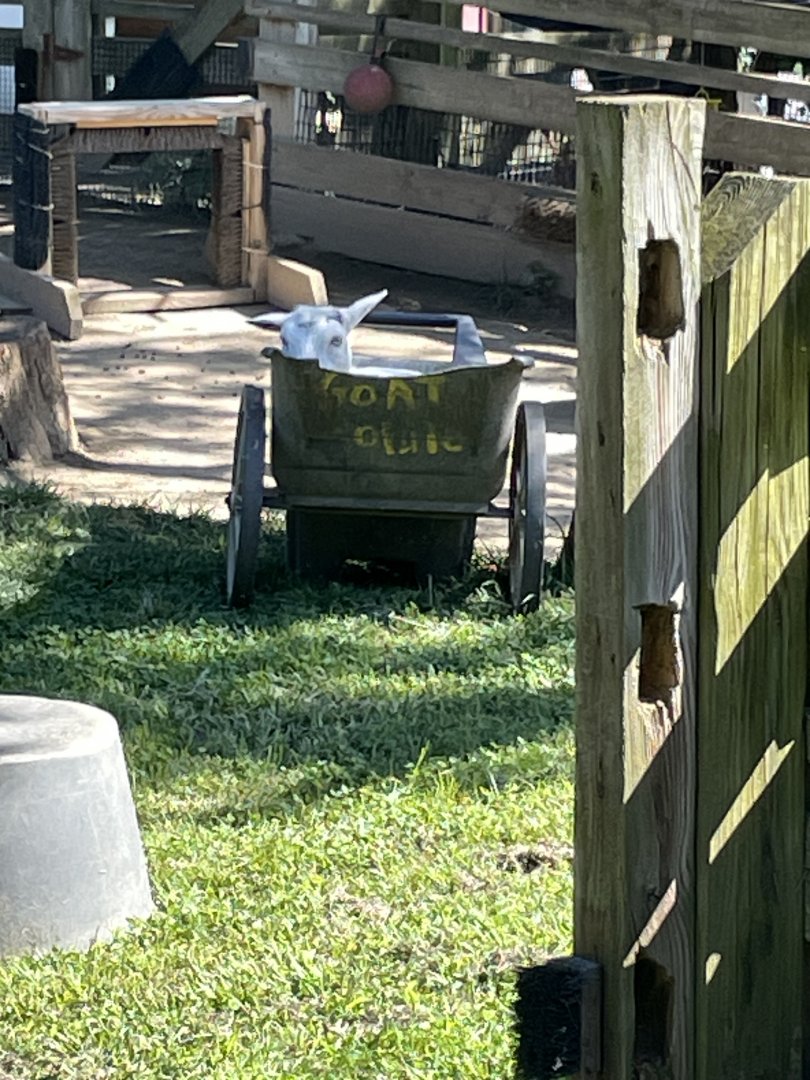 09/14/23 - Goat in a wheelbarrow