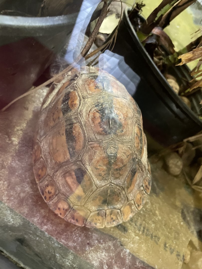 09/14/23 - Golden Coin Turtle (Cuora trifasciata)