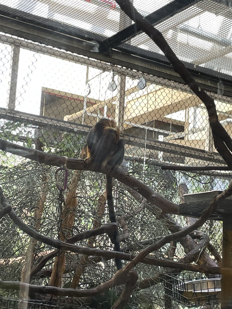 09/14/23 - Golden-Headed Lion Tamarin (Leontopithecus chrysomelas)
