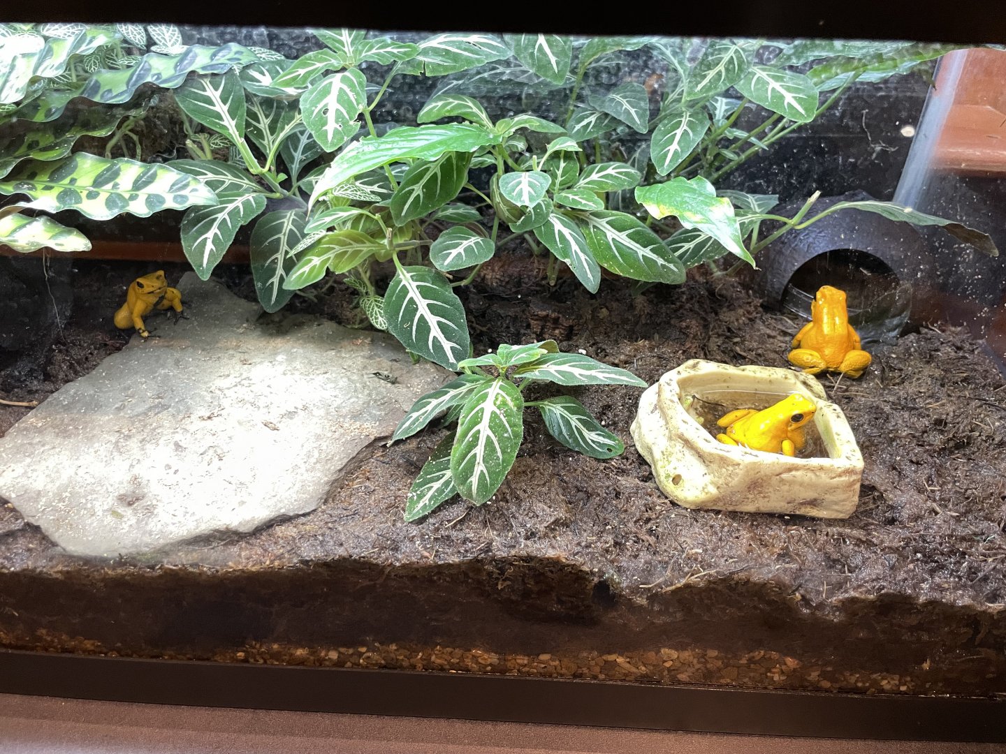 09/14/23 - Golden Poison Dart Frog (Phyllobates terribilis)