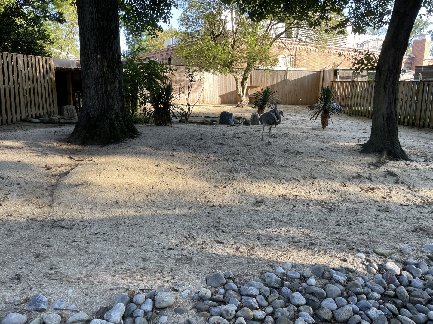 09/14/23 - Greater Rhea (Rhea americana)