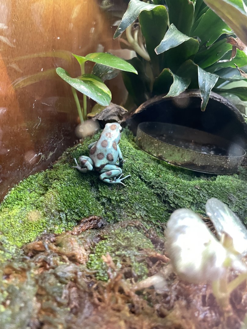 09/14/23 - Green and Black Poison Dart Frog (Dendrobates auratus)