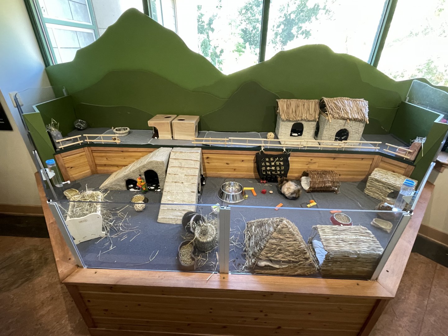 09/14/23 - Guinea Pig (Cavia porcellus) enclosure