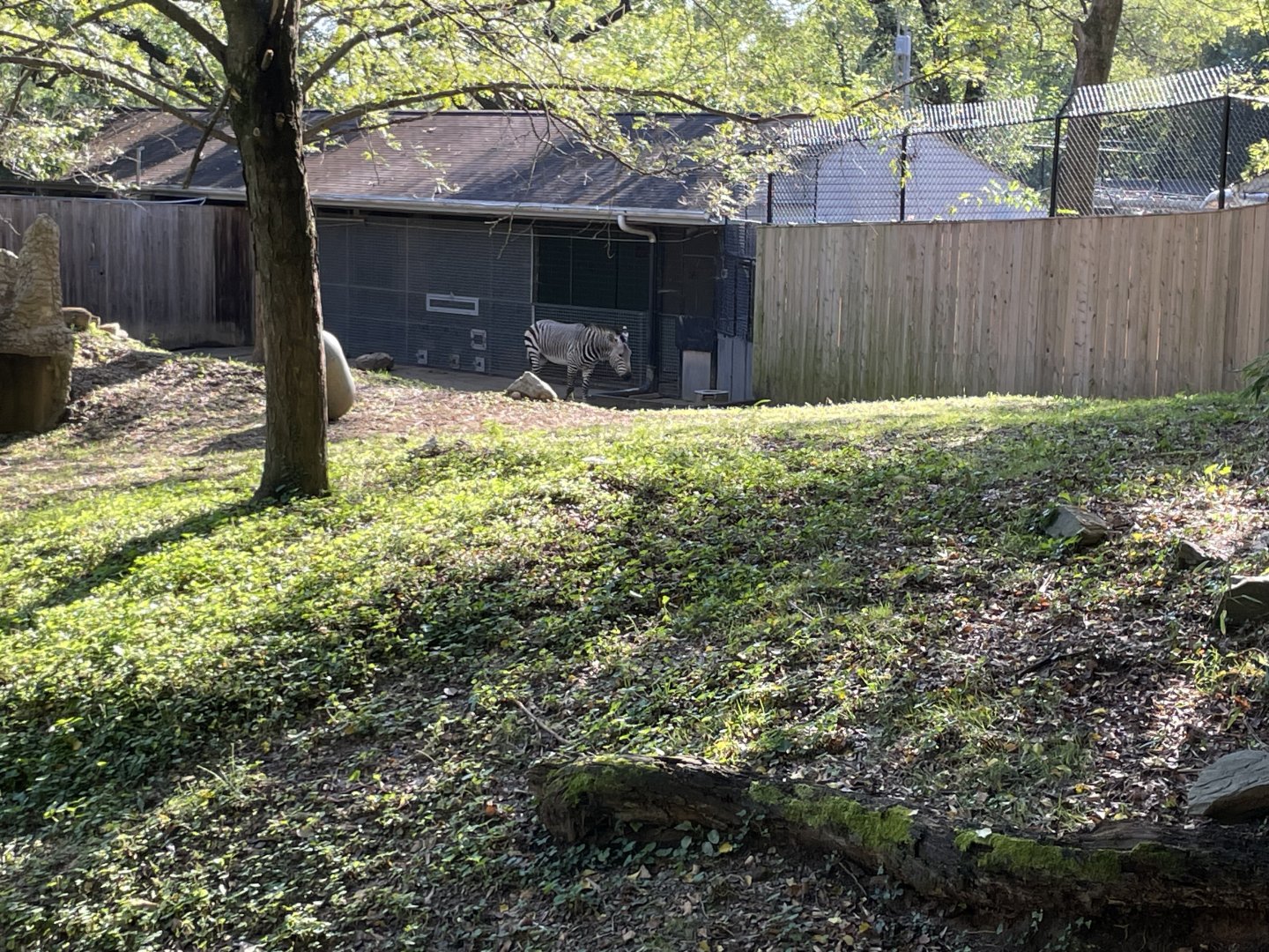 09/14/23 - Hartmann's Mountain Zebra (Equus zebra hartmannae)