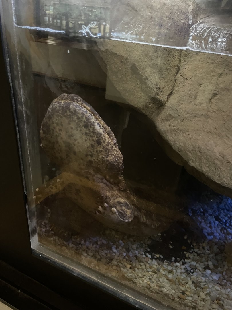 09/14/23 - Japanese Giant Salamander (Andrias japonicus)