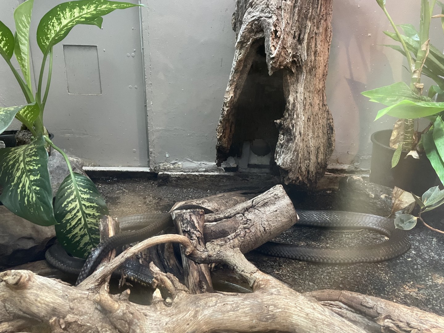 09/14/23 - King Cobra (Ophiophagus hannah sensu lato)