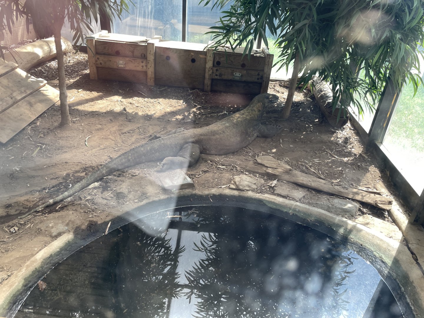 09/14/23 - Komodo Dragon (Varanus komodoensis)