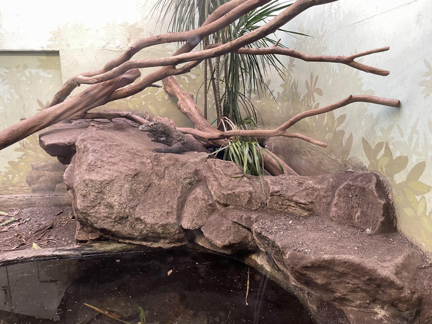 09/14/23 - Komodo Dragon (Varanus komodoensis)