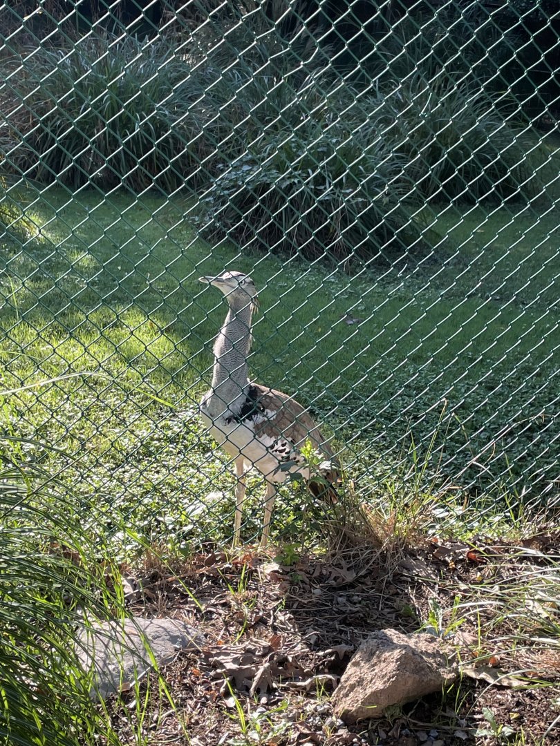 09/14/23 - Kori Bustard (Ardeotis kori)