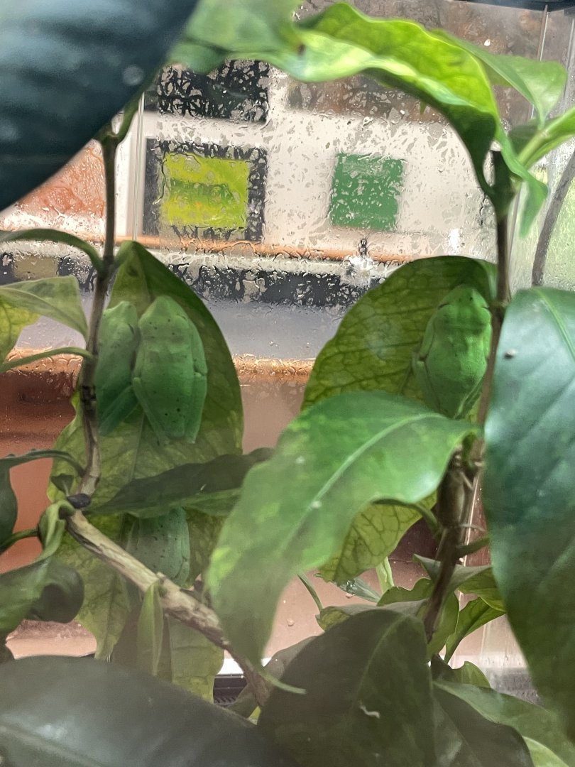 09/14/23 - Lemur Leaf Frog (Agalychnis lemur)