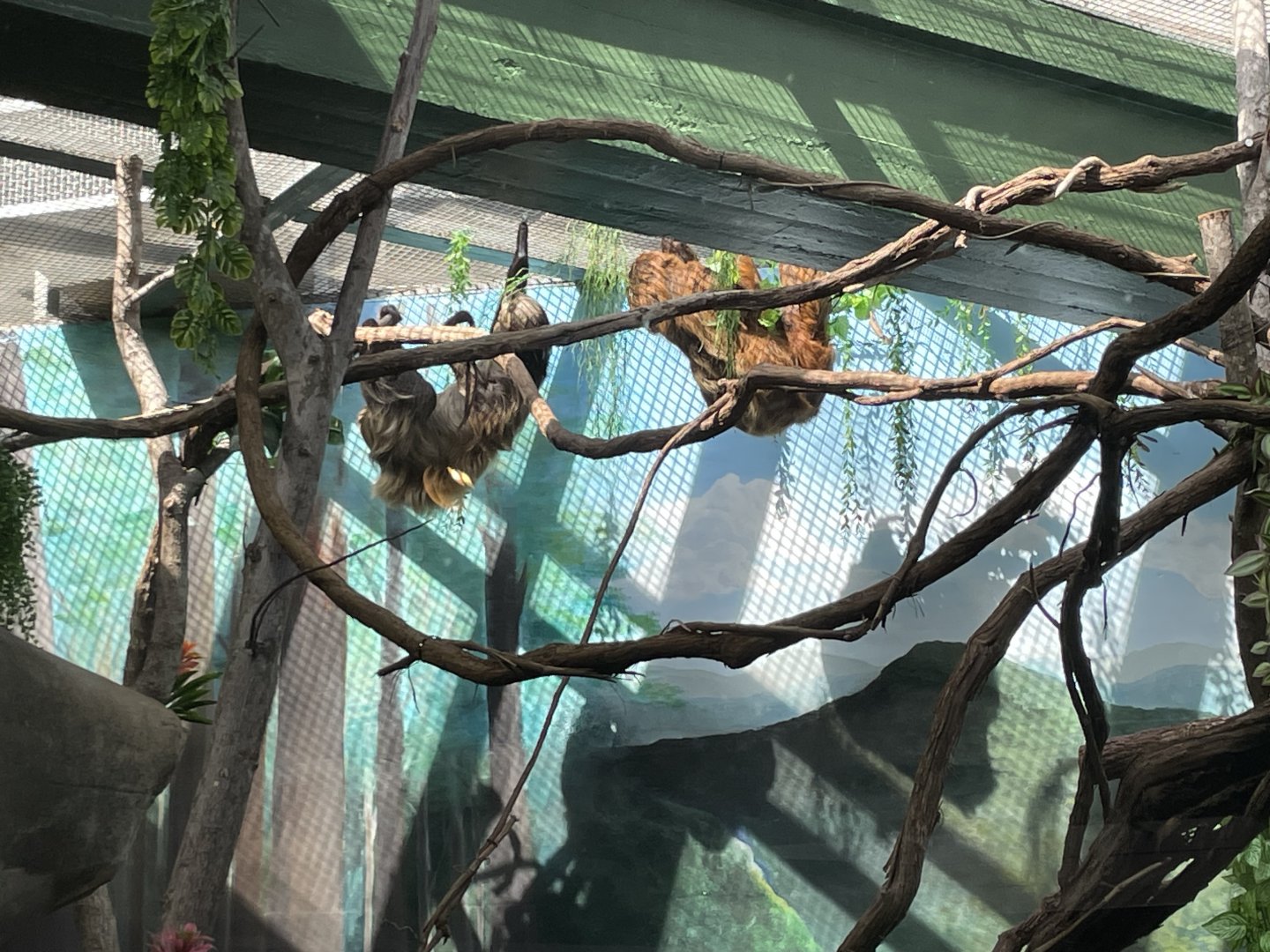 09/14/23 - Linnaeus' Two-Toed Sloth (Choloepus didactylus)