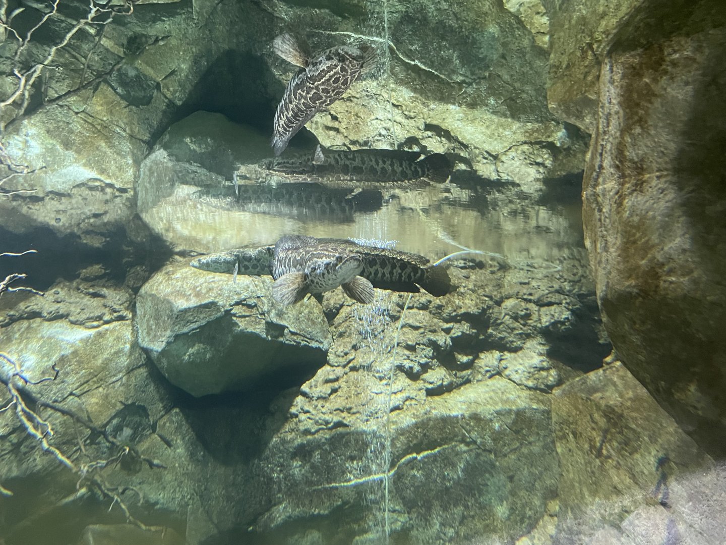 09/14/23 - Northern Snakehead (Channa argus)