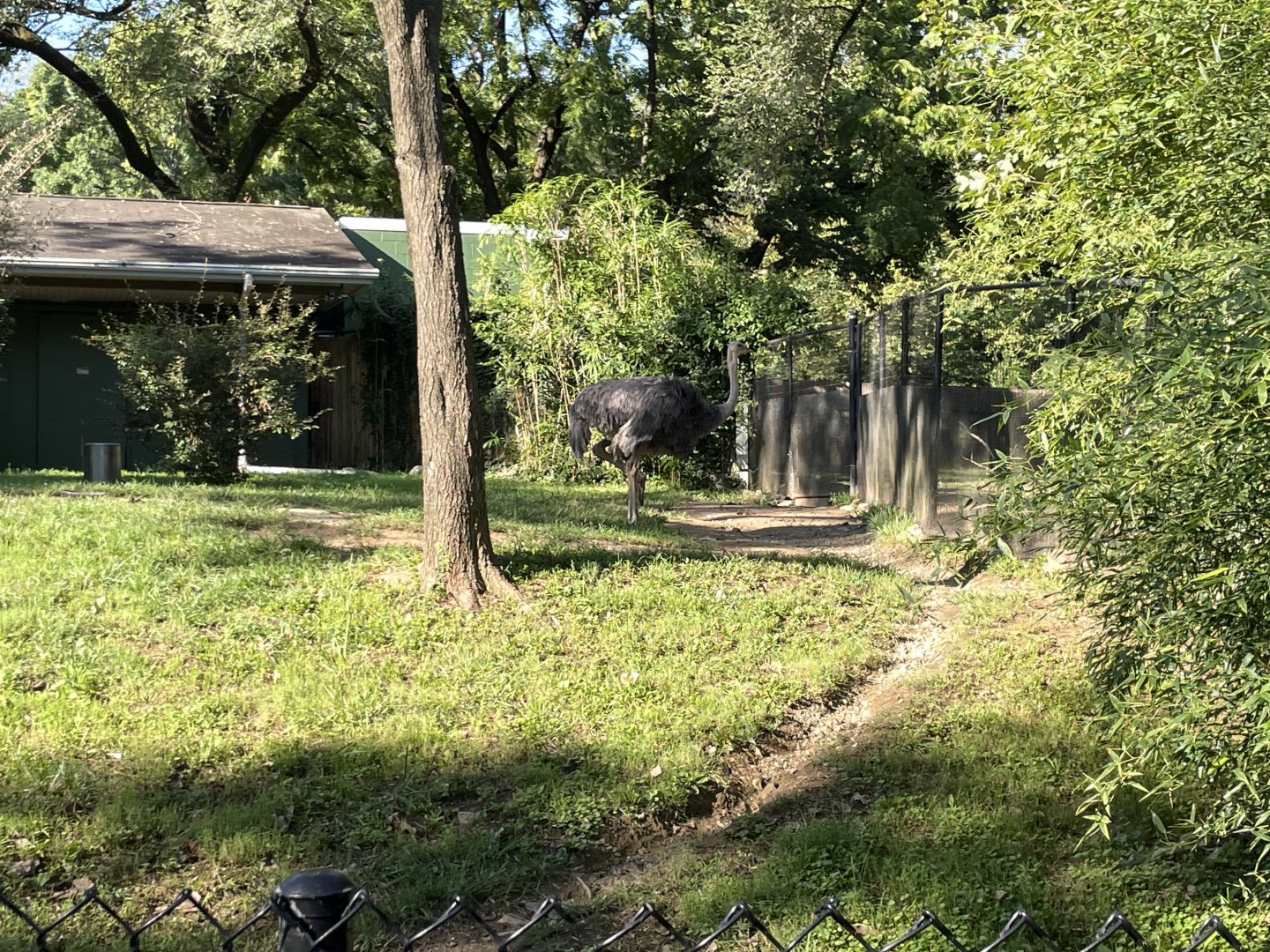 09/14/23 - Ostrich (Struthio camelus)