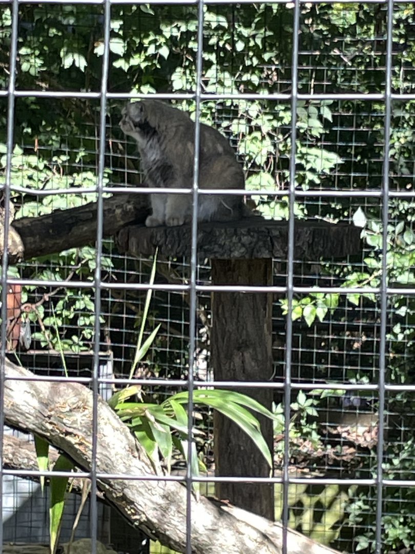 09/14/23 - Pallas's Cat (Otocolobus manul)