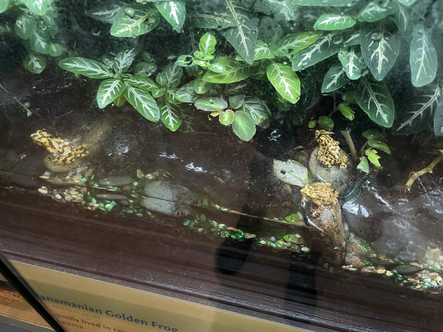 09/14/23 - Panamanian Golden Frog (Atelopus zeteki)