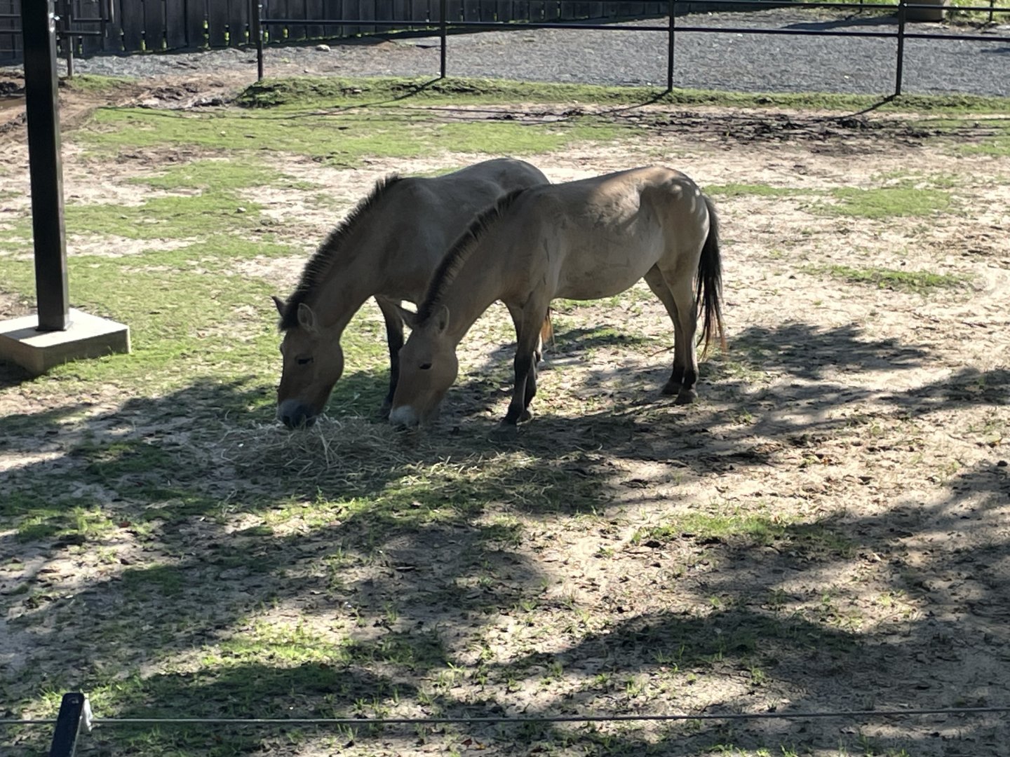 09/14/23 - Przewalski's Horse (Equus ferus przewalskii)