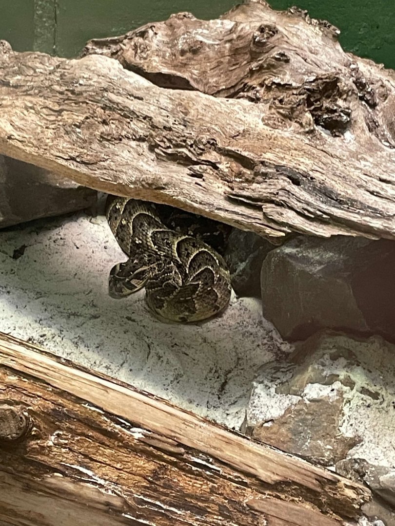 09/14/23 - Puff Adder (Bitis arietans)
