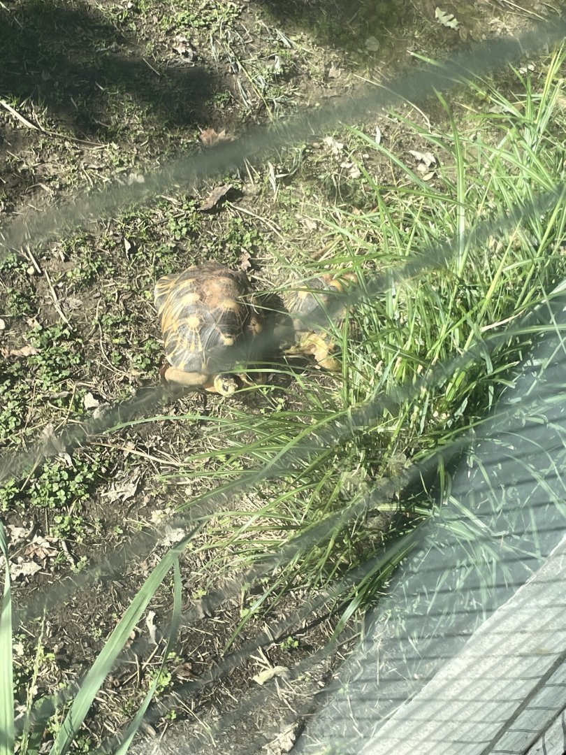 09/14/23 - Radiated Tortoise (Astrochelys radiata)