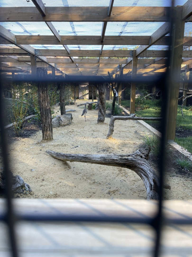 09/14/23 - Red-Legged Seriema (Cariama cristata)