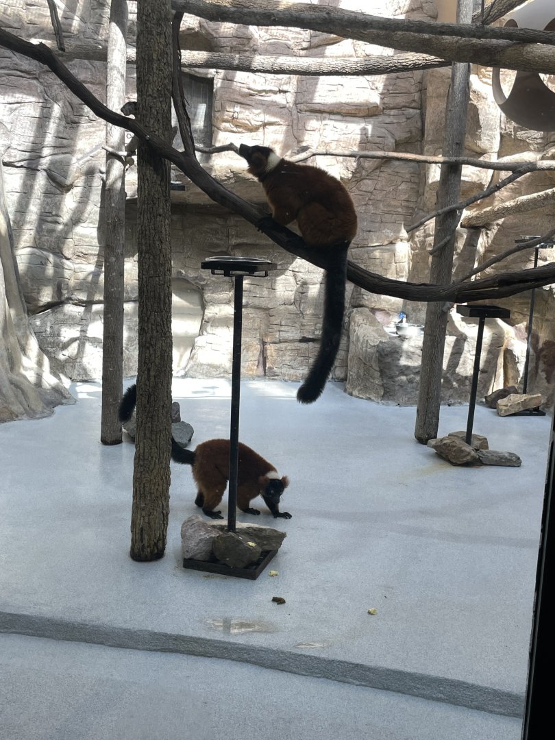 09/14/23 - Red Ruffed Lemur (Varecia rubra)