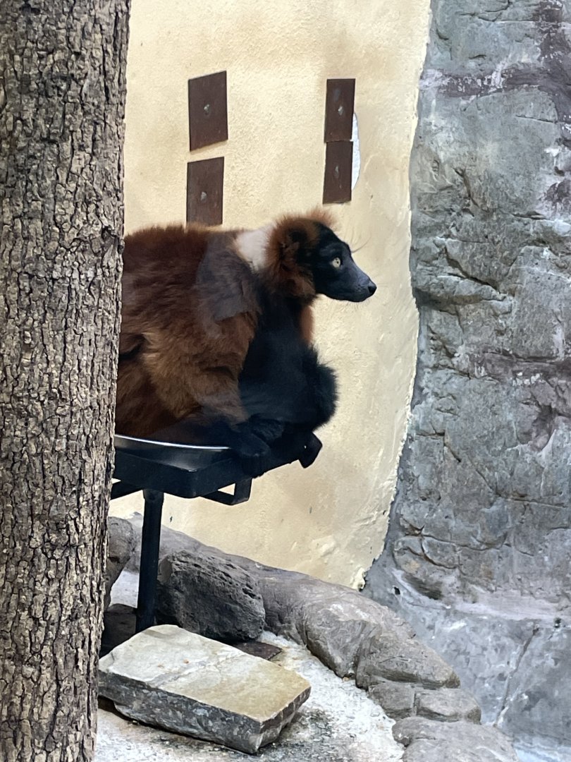 09/14/23 - Red-Ruffed Lemur (Varecia rubra)