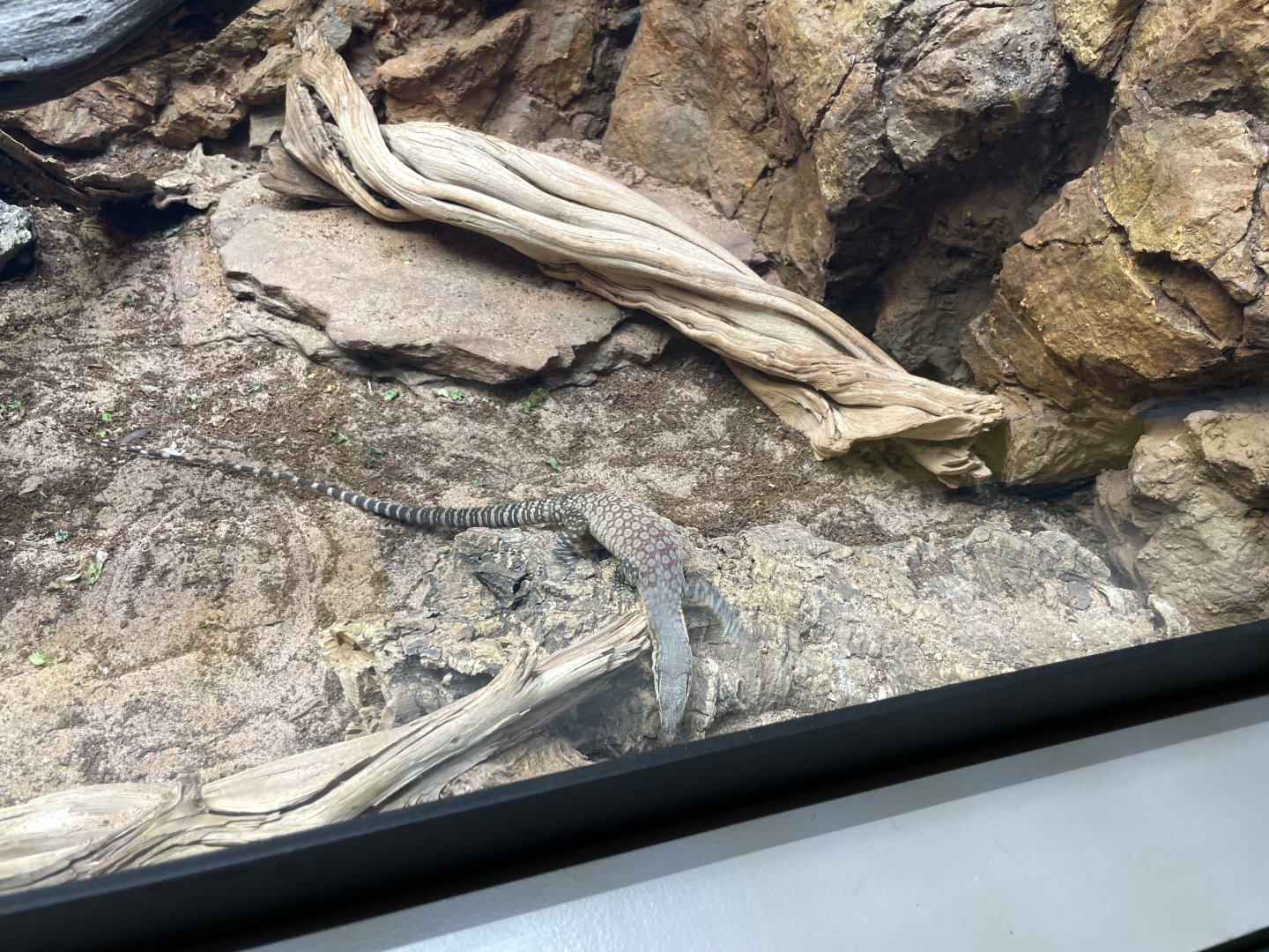 09/14/23 - Ridgetail Monitor (Varanus acanthurus)