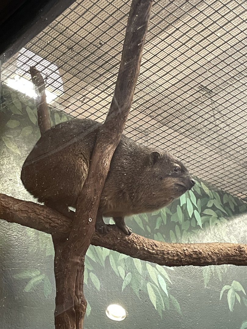 09/14/23 - Rock Hyrax (Procavia capensis)